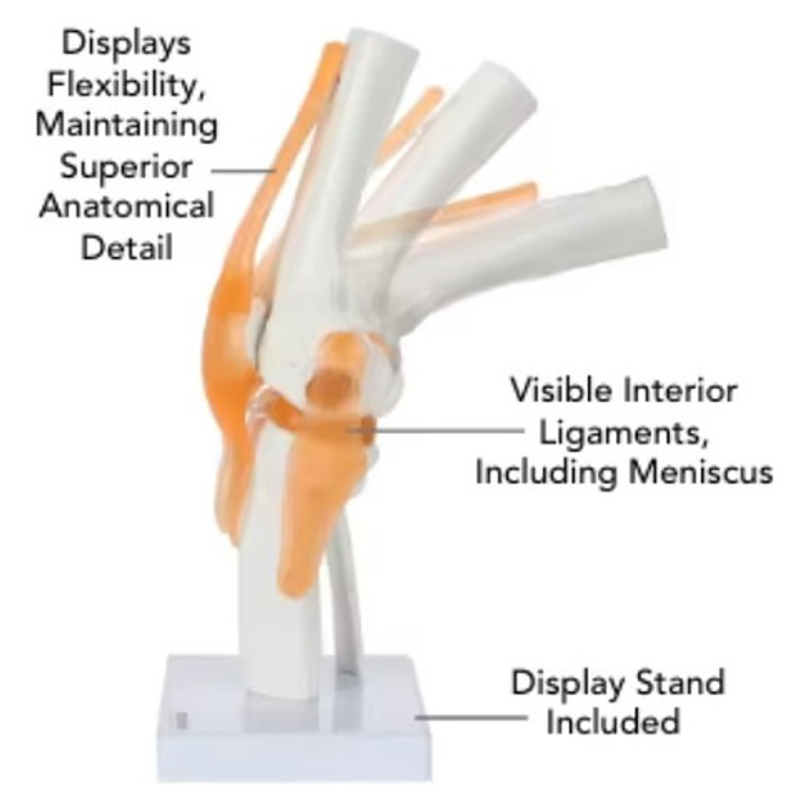 Modelo Anatómico De Estudio Rodilla Ligamentos 33cms 4