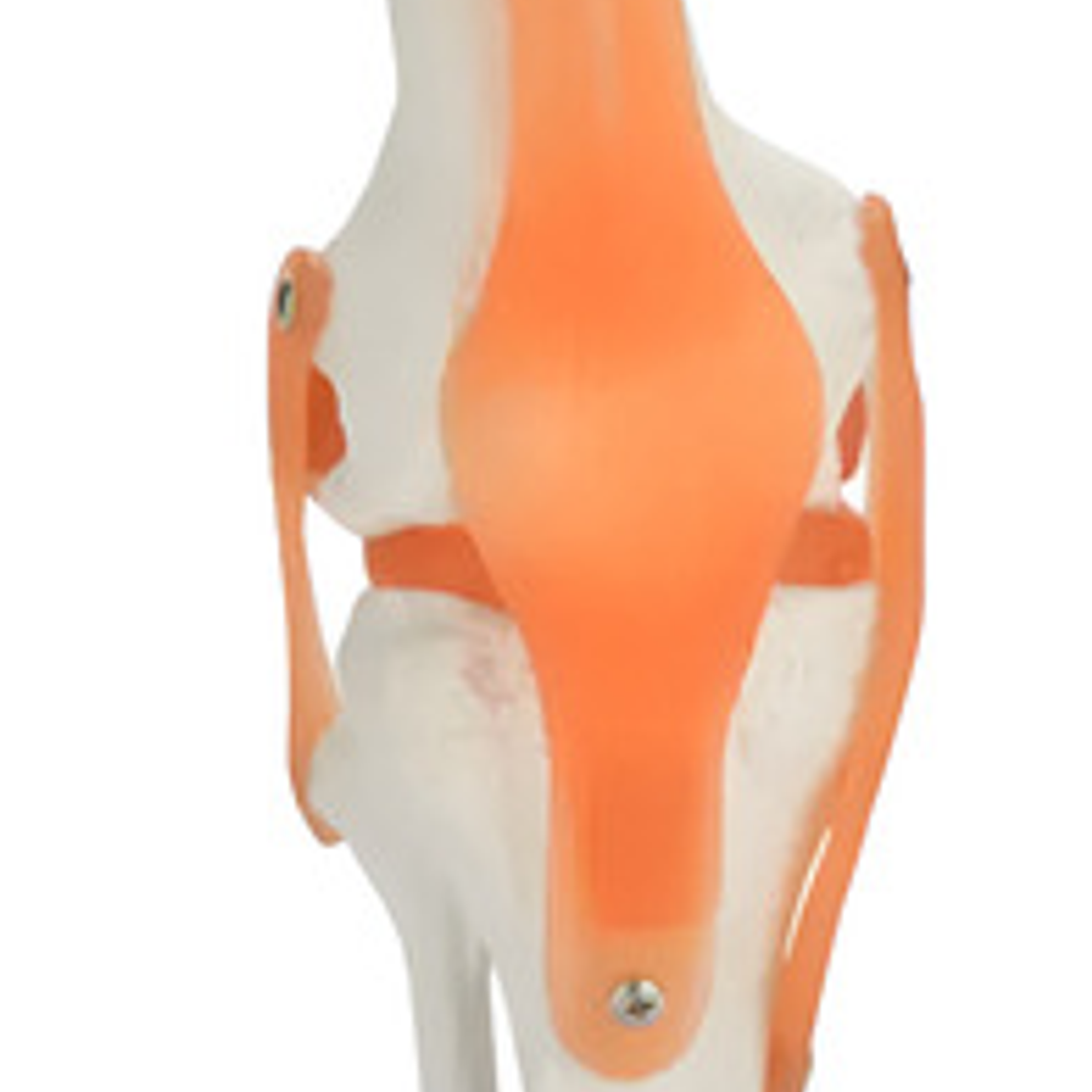 Modelo Anatómico De Estudio Rodilla Ligamentos 33cms 5