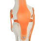 Modelo Anatómico De Estudio Rodilla Ligamentos 33cms - Miniatura 5
