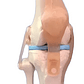 Modelo Anatómico De Estudio Rodilla Ligamentos 33cms - Miniatura 6