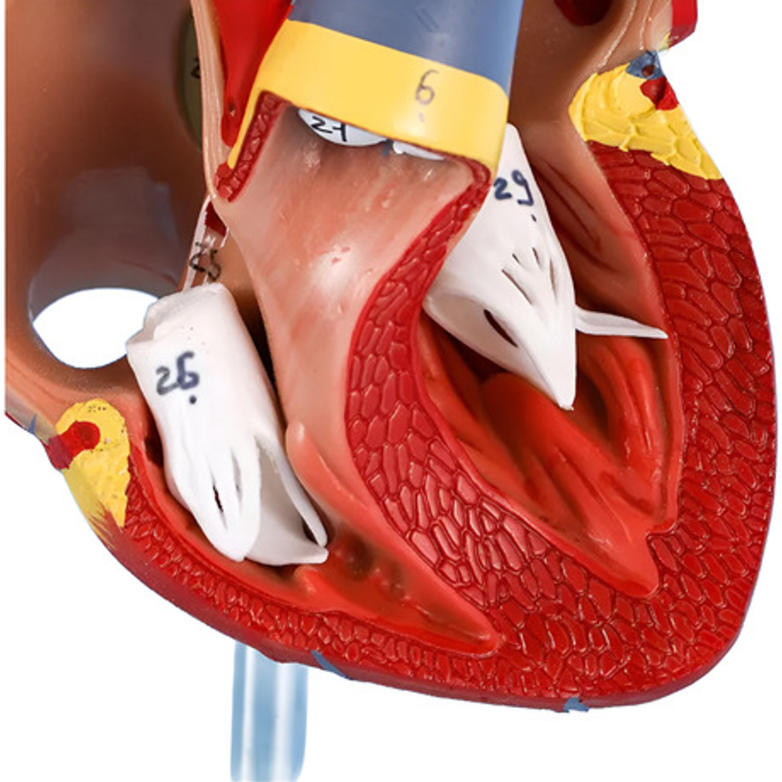 Corazón Modelo Anatómico Humano Escala Real Y Desmontable 2