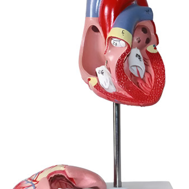 Corazón Modelo Anatómico Humano Escala Real Y Desmontable 3