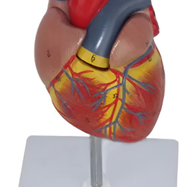 Corazón Modelo Anatómico Humano Escala Real Y Desmontable 4
