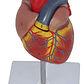 Corazón Modelo Anatómico Humano Escala Real Y Desmontable - Miniatura 4