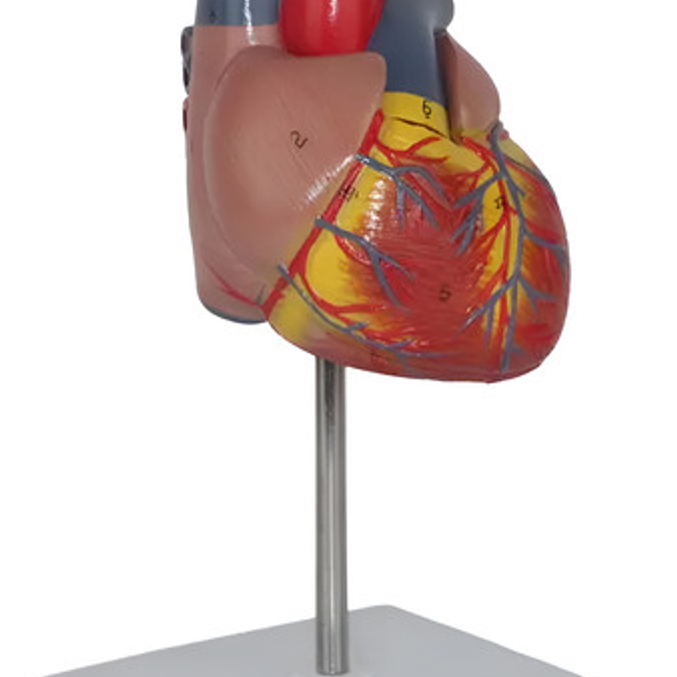 Corazón Modelo Anatómico Humano Escala Real Y Desmontable 5