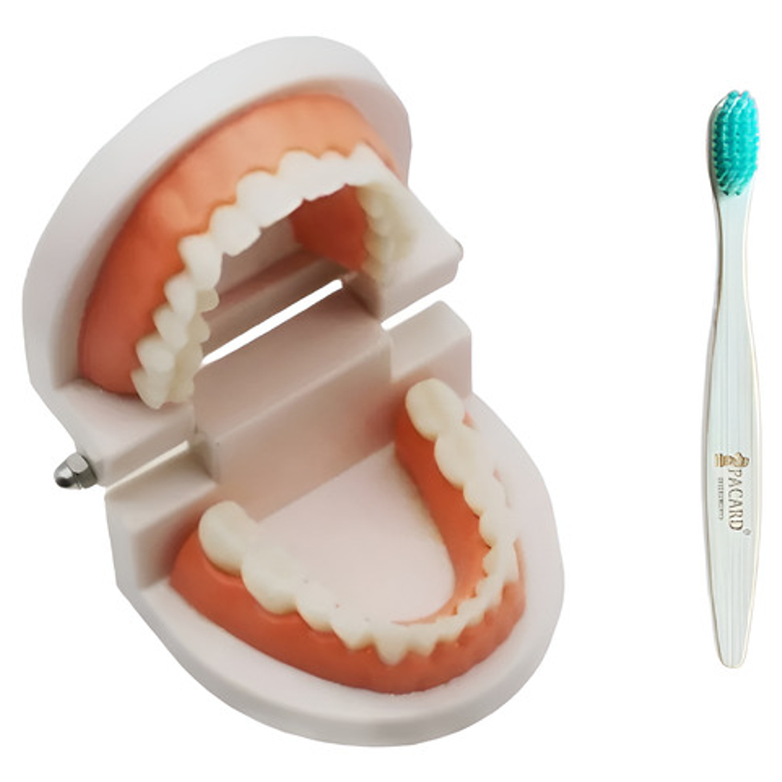 Modelo Dental Enseñanza Únicos Con Cepillo Bambú Pacard 1