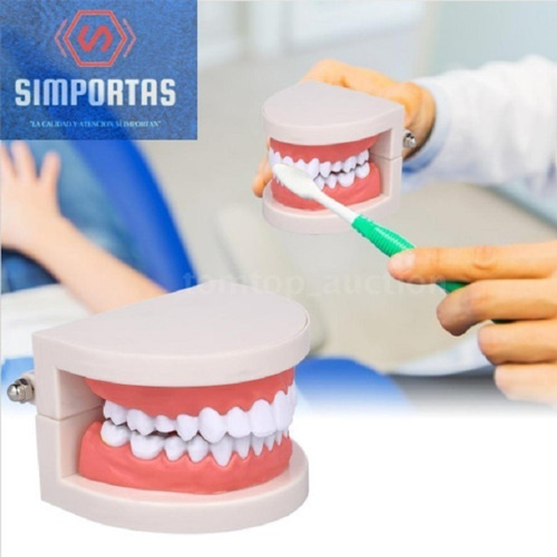 Modelo Dental Enseñanza Únicos Con Cepillo Bambú Pacard 4