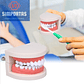 Modelo Dental Enseñanza Únicos Con Cepillo Bambú Pacard - Miniatura 4
