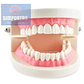 Modelo Dental Enseñanza Únicos Con Cepillo Bambú Pacard - Miniatura 5