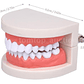 Modelo Dental Enseñanza Únicos Con Cepillo Bambú Pacard - Miniatura 6