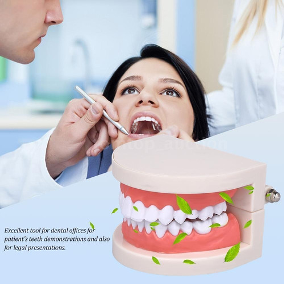 Modelo Dental Enseñanza Únicos Con Cepillo Bambú Pacard 7