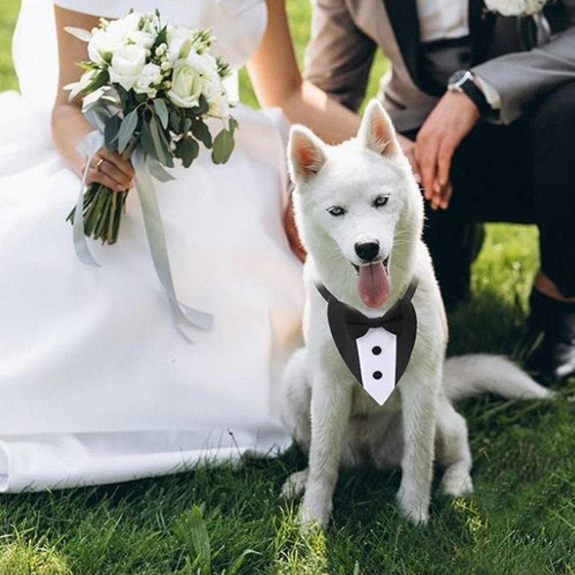 Traje Formal Humita Para Mascotas (perro/gatos) - Matrimonio 2