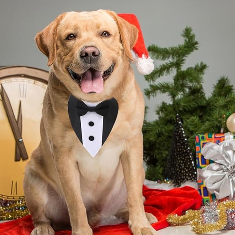 Traje Formal Humita Para Mascotas (perro/gatos) - Matrimonio 5