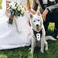 Traje Formal Humita Para Mascotas (perro/gatos) - Matrimonio - Miniatura 11
