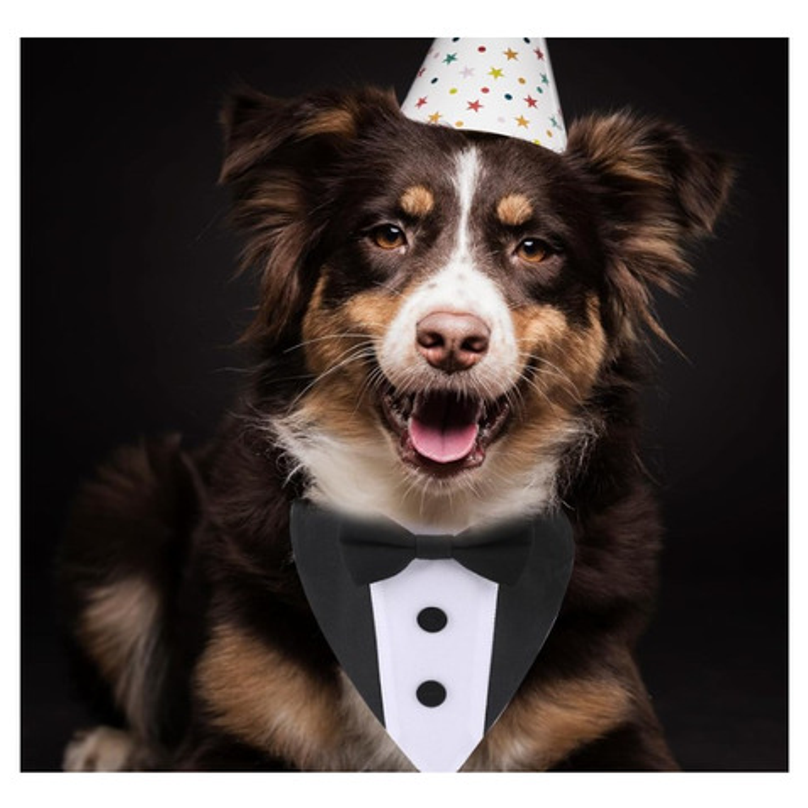 Traje Formal Humita Para Mascotas (perro/gatos) - Matrimonio 12