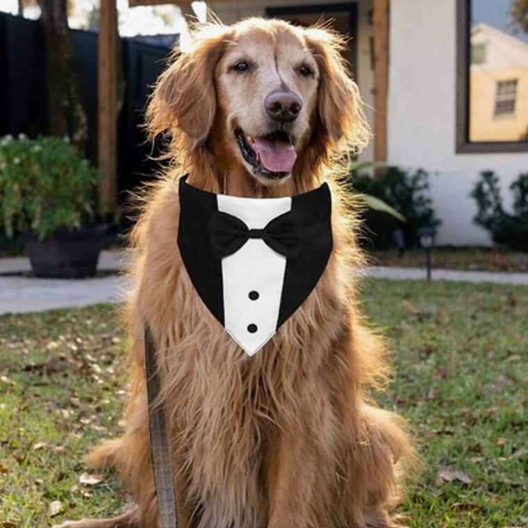 Traje Formal Humita Para Mascotas (perro/gatos) - Matrimonio 14