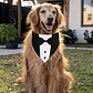 Traje Formal Humita Para Mascotas (perro/gatos) - Matrimonio - Miniatura 14