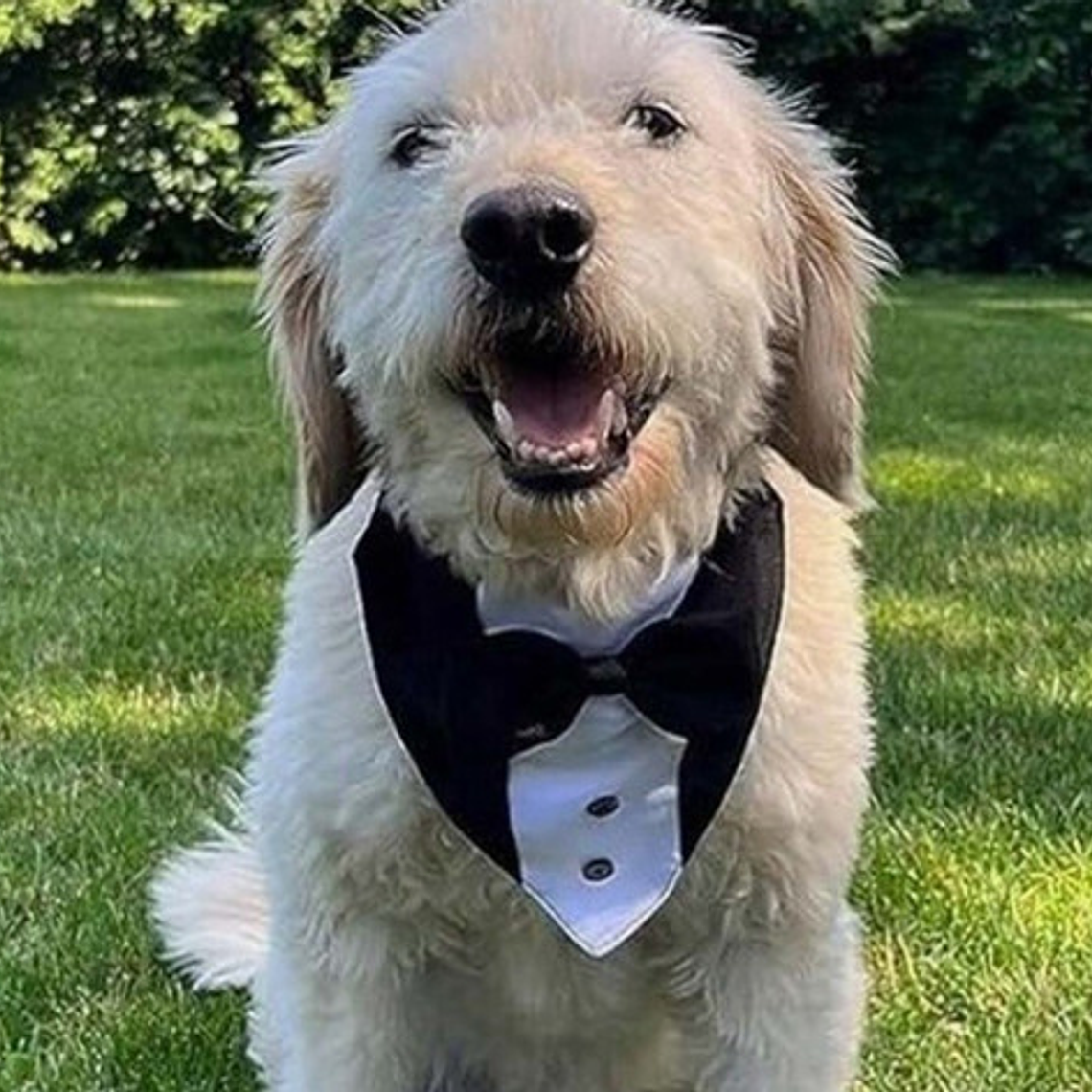 Traje Formal Humita Para Mascotas (perro/gatos) - Matrimonio 18