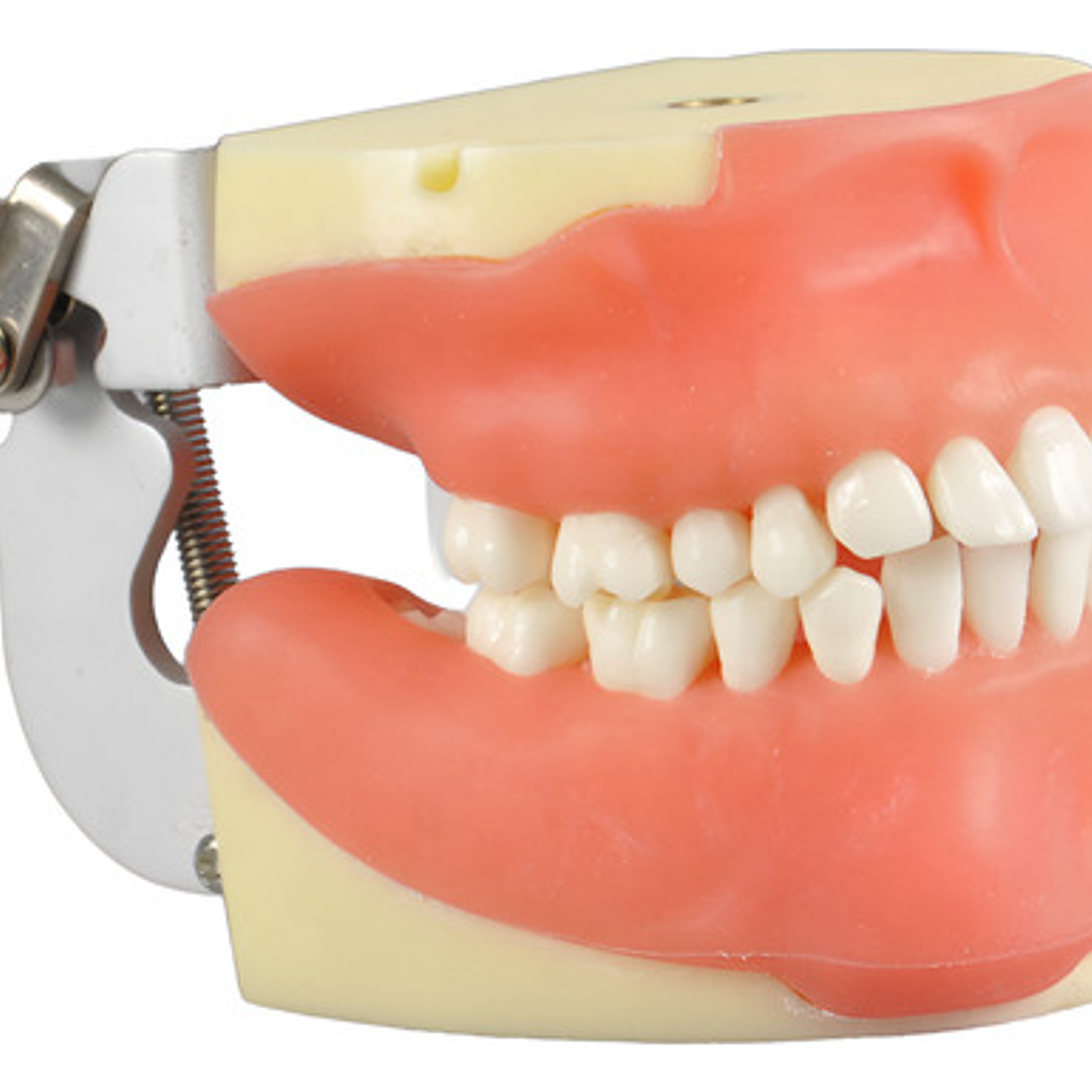 Modelo Anatómico Bucal Cirugía Oral Colgajos Quiste Incluido 1