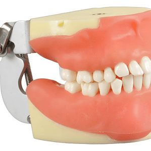 Modelo Anatómico Bucal Cirugía Oral Colgajos Quiste Incluido