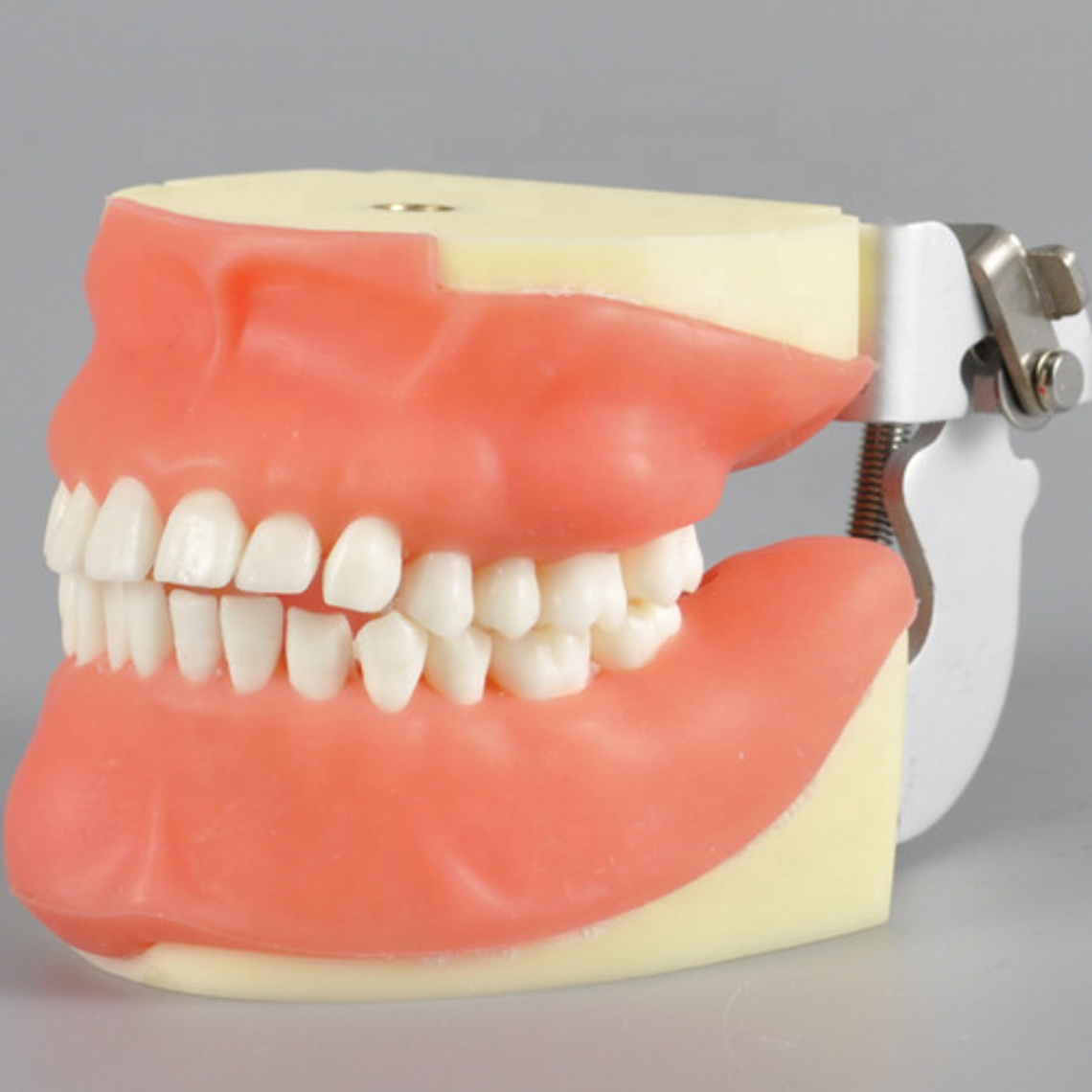 Modelo Anatómico Bucal Cirugía Oral Colgajos Quiste Incluido 4