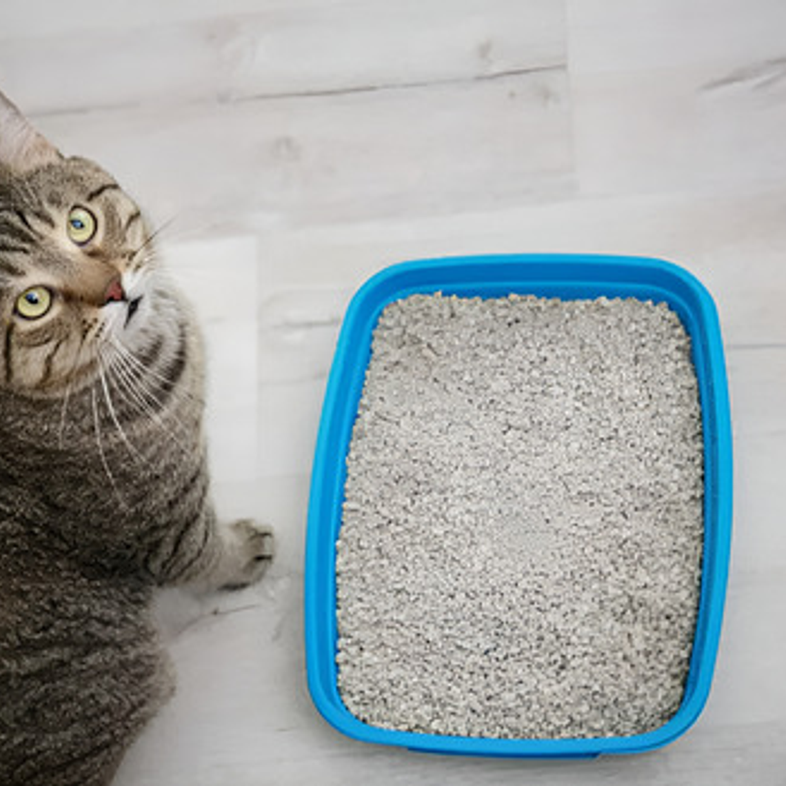 Arena Sanitaria Aglutinante Easy Clean Emilypets 20k Premium 8