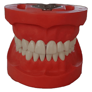 Arcada Modelo Dental Tipo Nissin 28 Piezas Encía Dura