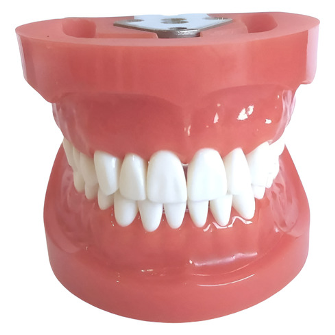 Arcada Modelo Dental Tipo Nissin 28 Piezas Encía Dura 2