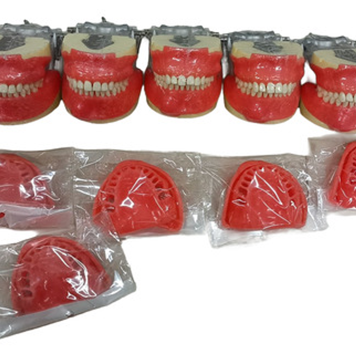 Encía De Repuesto Para Modelo Modelo Cirugía Oral Colgajos 3