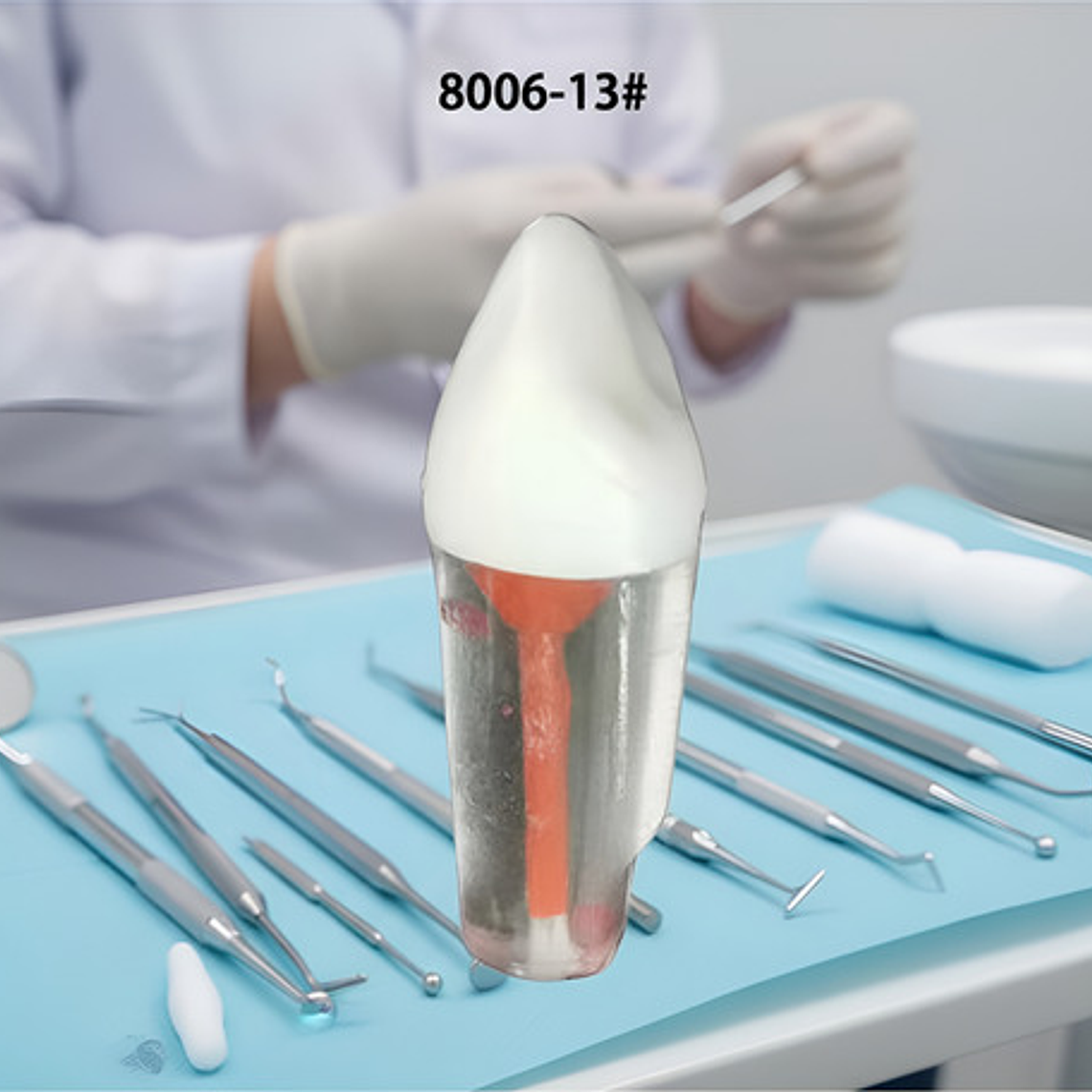 Diente Incisivo Central Para Práctica Endodoncia Enseñanza 2