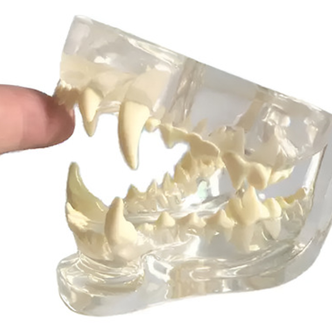 Modelo Dental Veterinario Perro Dentición Canina Calidad 1