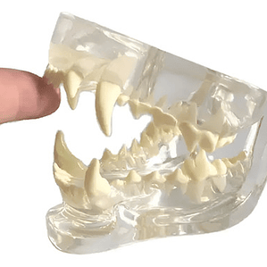 Modelo Dental Veterinario Perro Dentición Canina Calidad