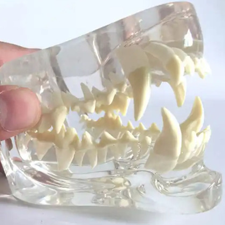 Modelo Dental Veterinario Perro Dentición Canina Calidad 3