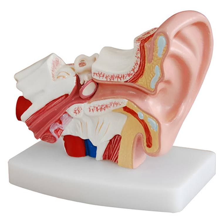 Modelo Anatómico Oído Fisiológico Realista 1.5 Veces C/ Base 1