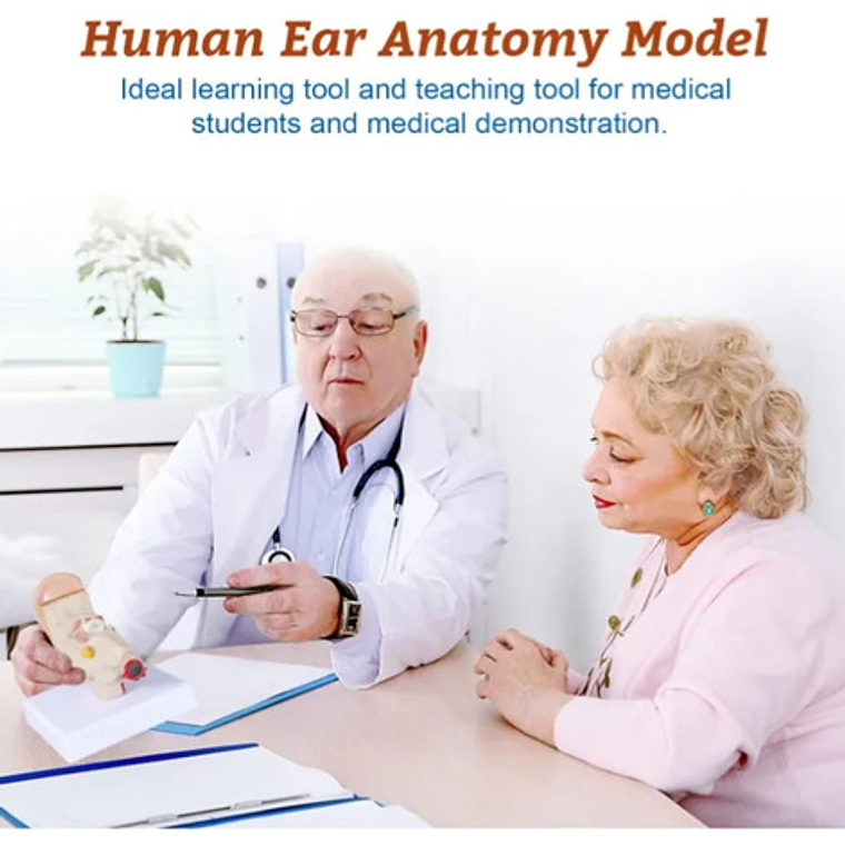 Modelo Anatómico Oído Fisiológico Realista 1.5 Veces C/ Base 4