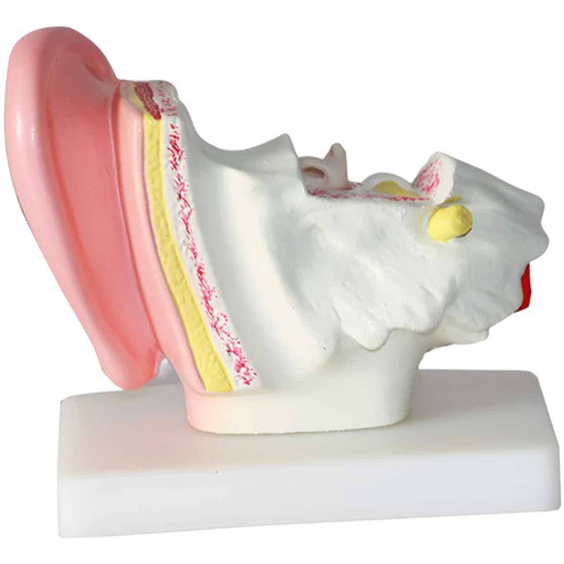 Modelo Anatómico Oído Fisiológico Realista 1.5 Veces C/ Base 5