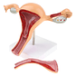 Modelo Anatómico Útero Fisiológico Realista 25cms - Miniatura 1