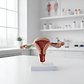 Modelo Anatómico Útero Fisiológico Realista 25cms - Miniatura 3