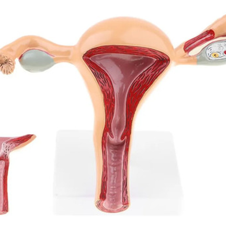 Modelo Anatómico Útero Fisiológico Realista 25cms 4