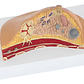 Modelo Anatómico De Mama Con Patologías Mas Comunes Completo - Miniatura 5