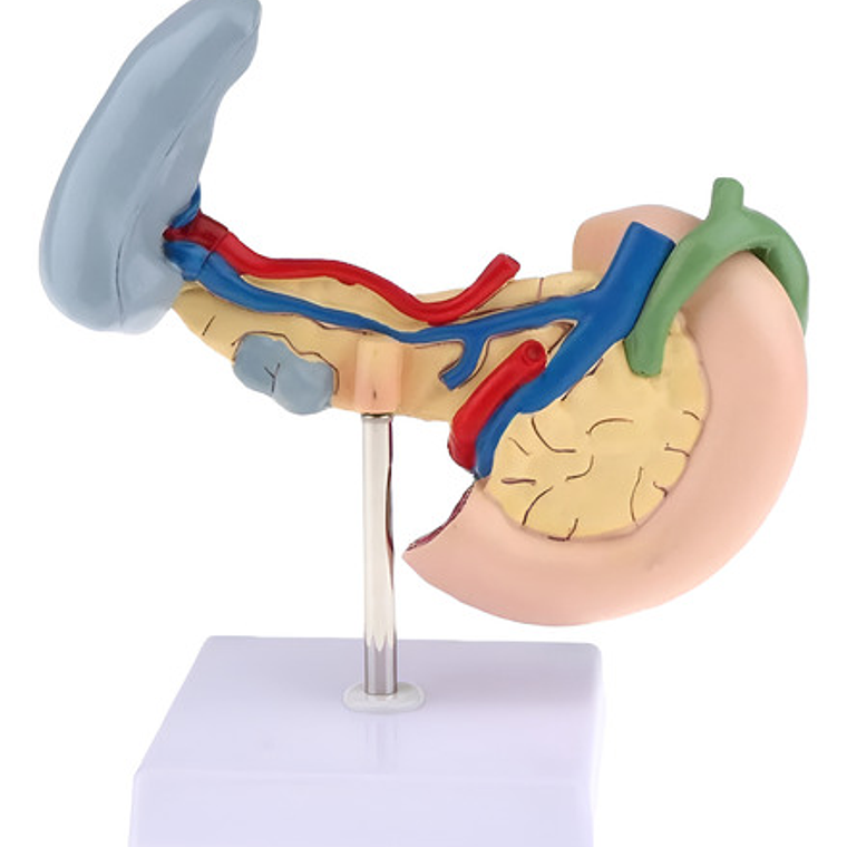Modelo Patológico De Páncreas Vesícula Duodeno Bazo 20cms 2