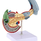 Modelo Patológico De Páncreas Vesícula Duodeno Bazo 20cms - Miniatura 3