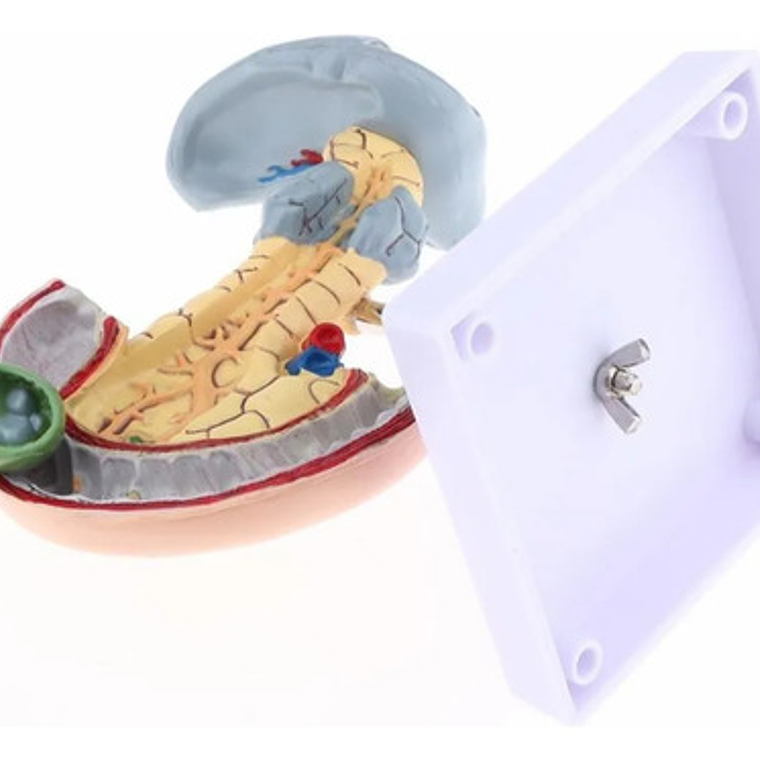 Modelo Patológico De Páncreas Vesícula Duodeno Bazo 20cms 5