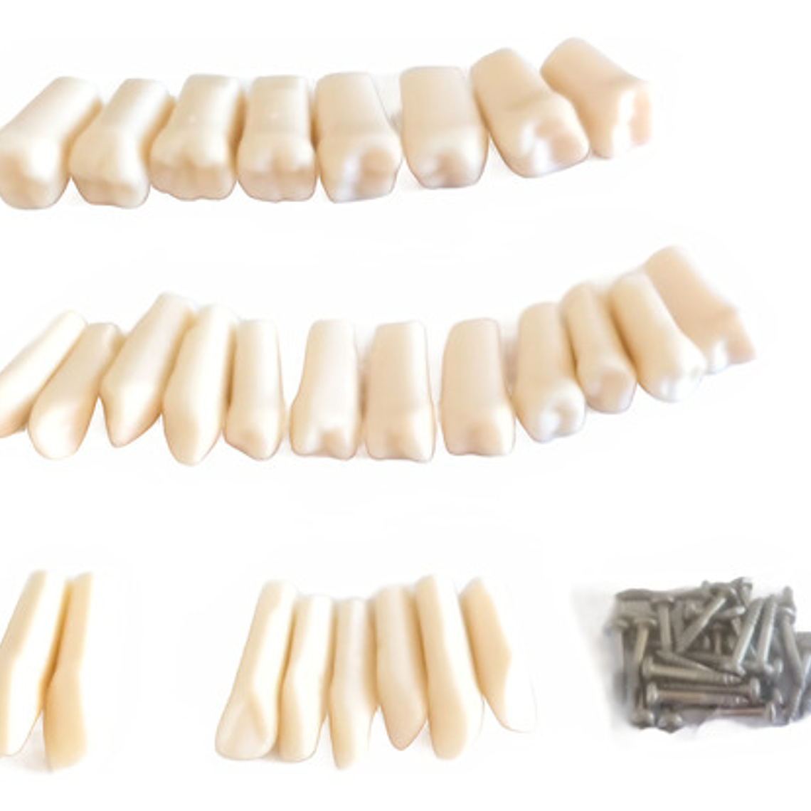 Dientes Para Nuestro Modelo Nissin 28 Piezas Desmontables 1