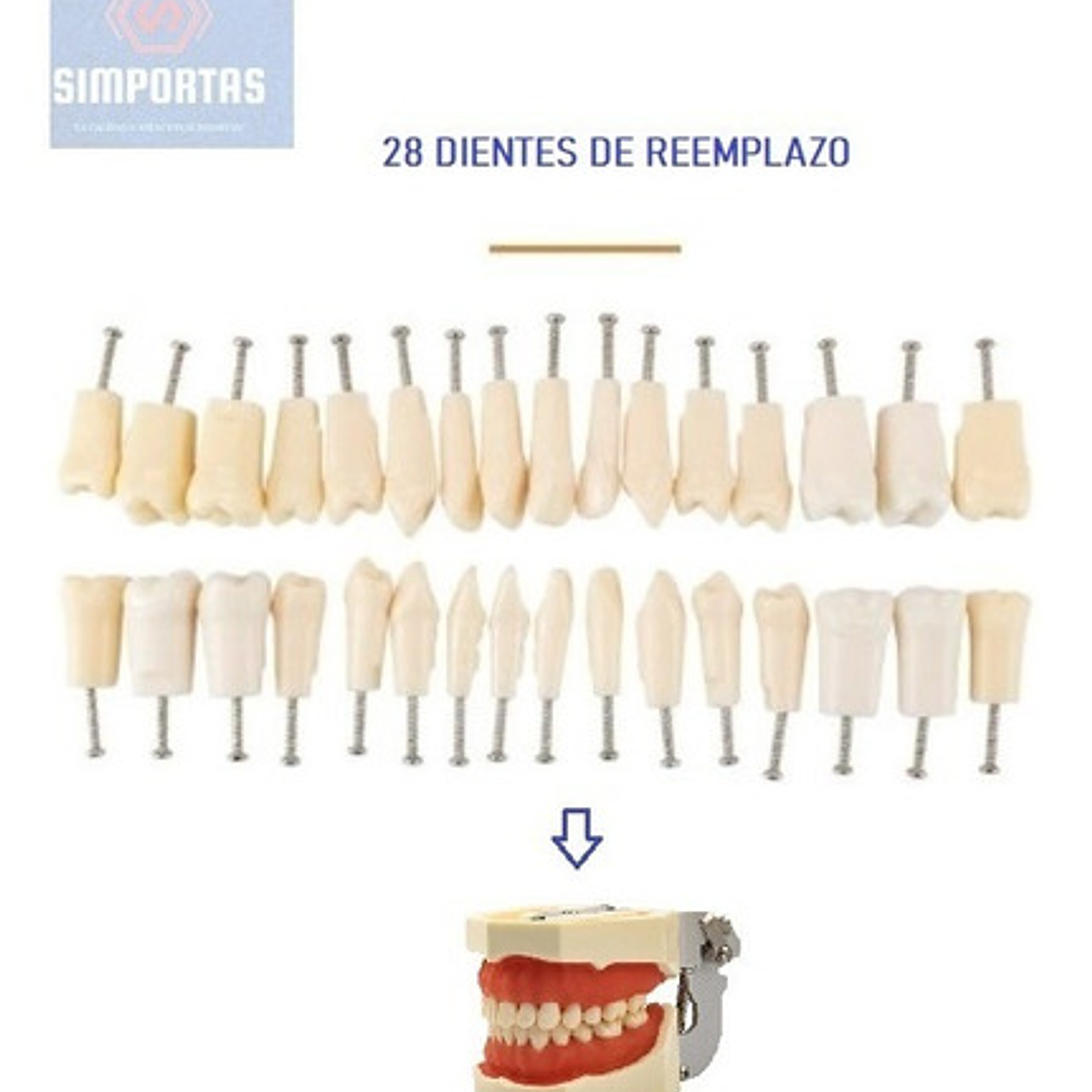 Dientes Para Nuestro Modelo Nissin 28 Piezas Desmontables 2
