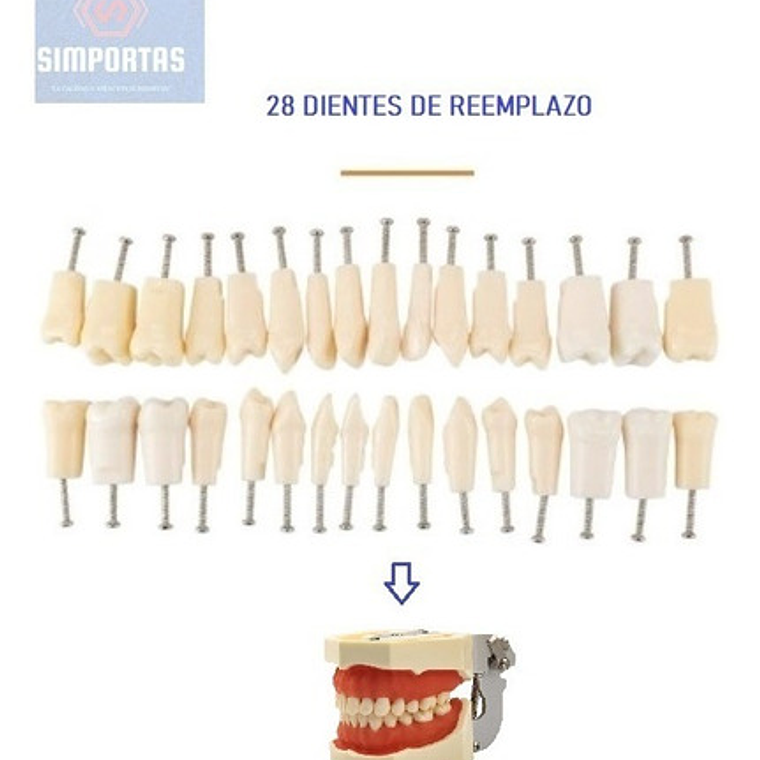 Dientes Para Nuestro Modelo Nissin 28 Piezas Desmontables 2
