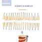 Dientes Para Nuestro Modelo Nissin 28 Piezas Desmontables - Miniatura 2