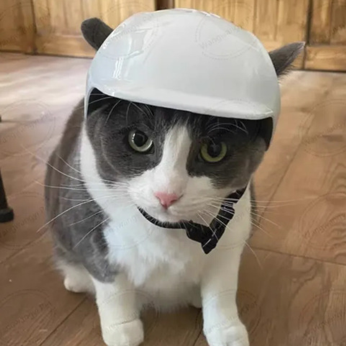 Cascos Para Perros-gatos Uso Moto, Bicicleta Y Protección 4