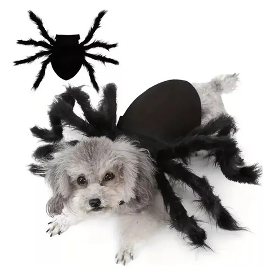 Disfraz Perro Gato Diseño Araña Halloween Y Risas Tamaños 6