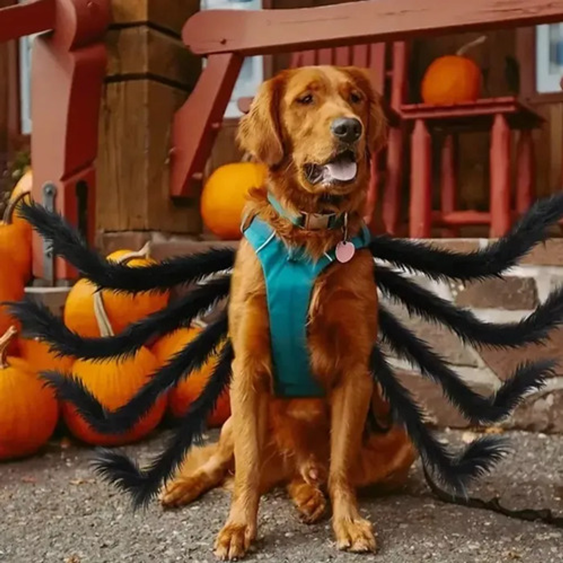 Disfraz Perro Gato Diseño Araña Halloween Y Risas Tamaños 7